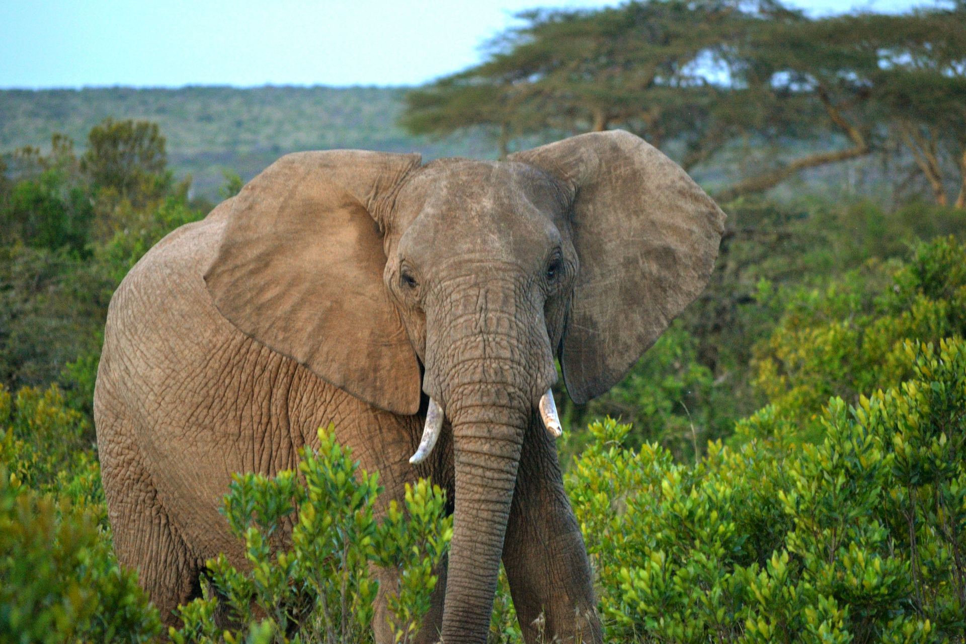 An elephant standing among green bush at Ol Maisor Farm.