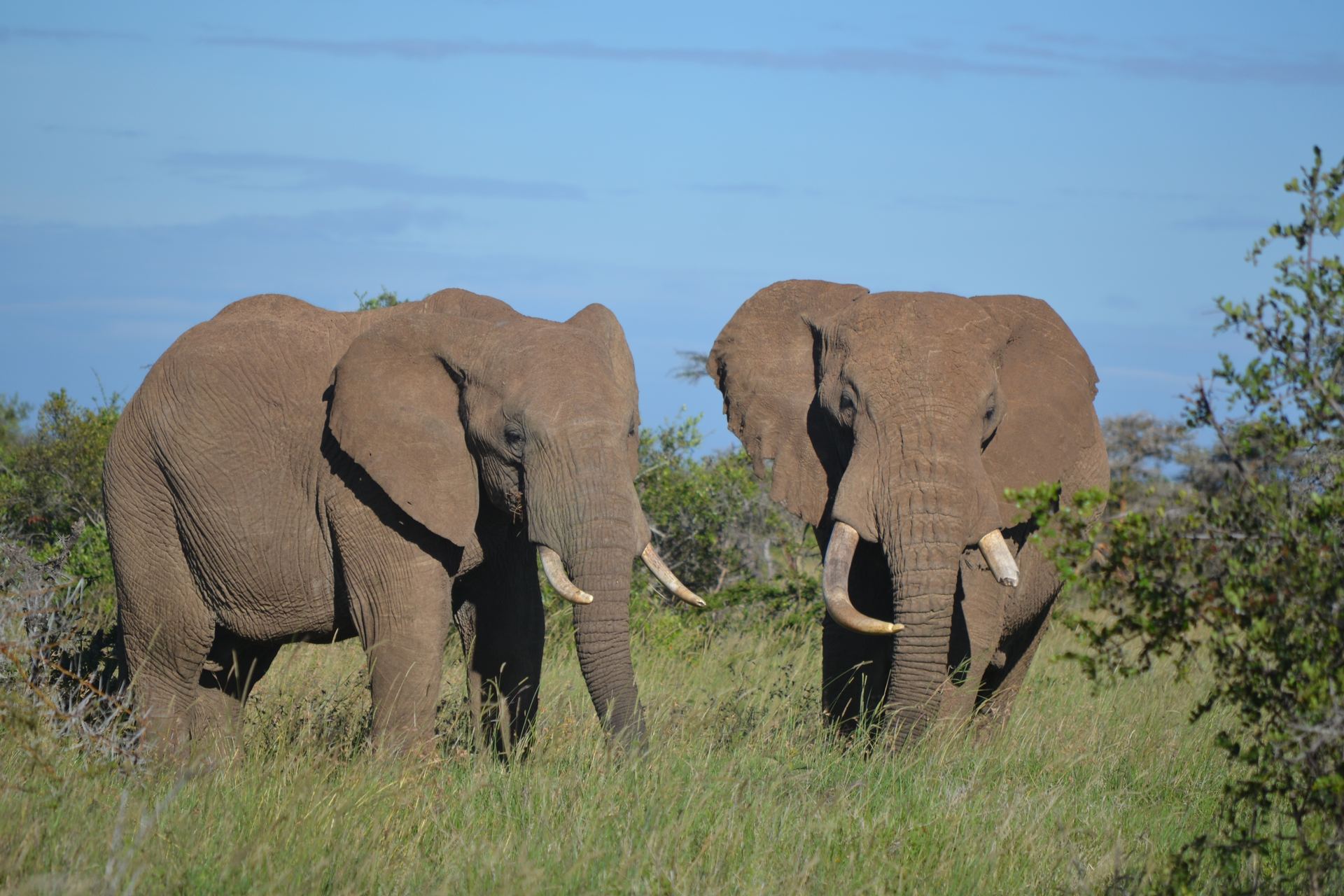Two elephants walking through grassland and shrubs at Ol Maisor Farm.