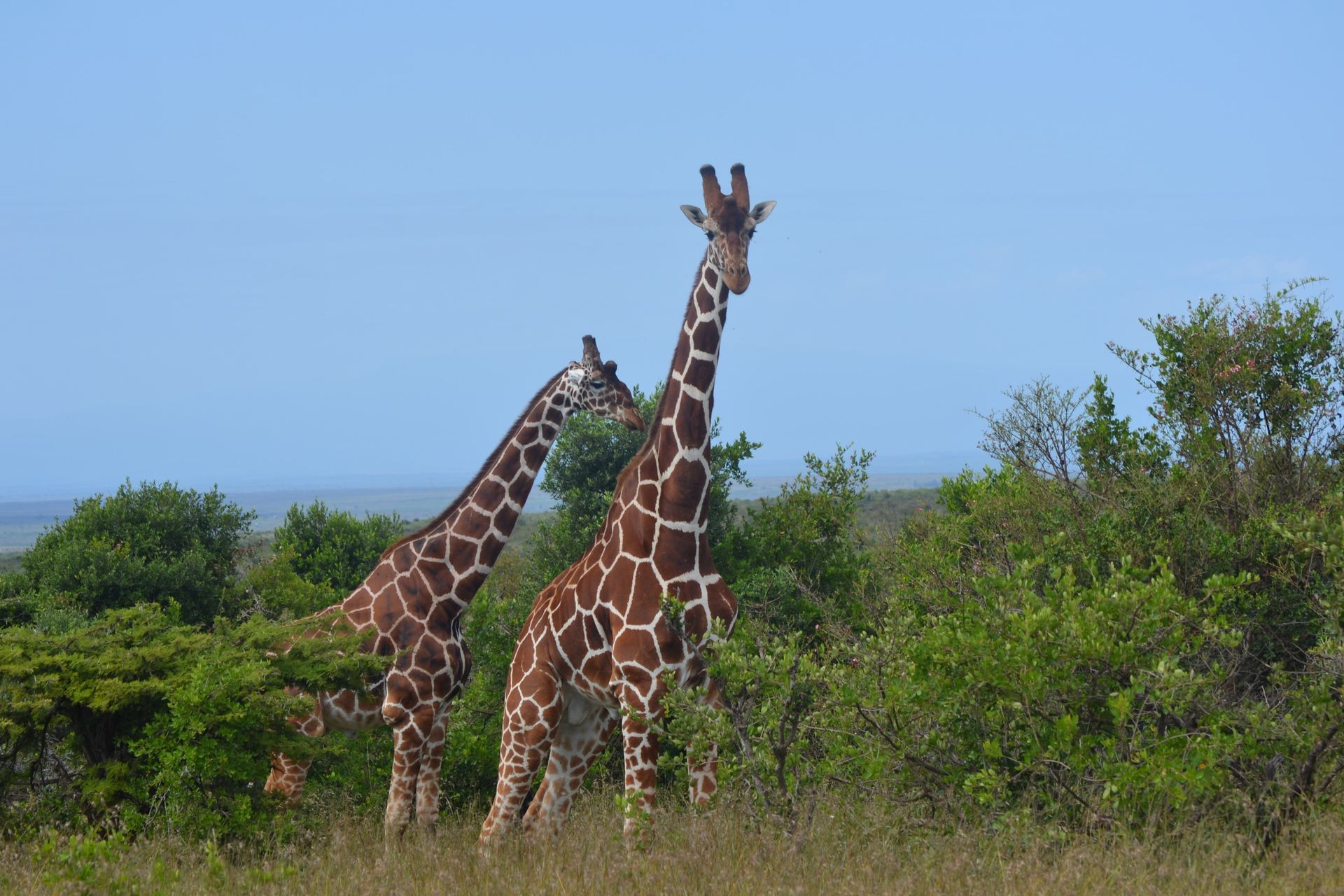 Two giraffes rising above the bush at Ol Maisor Farm.