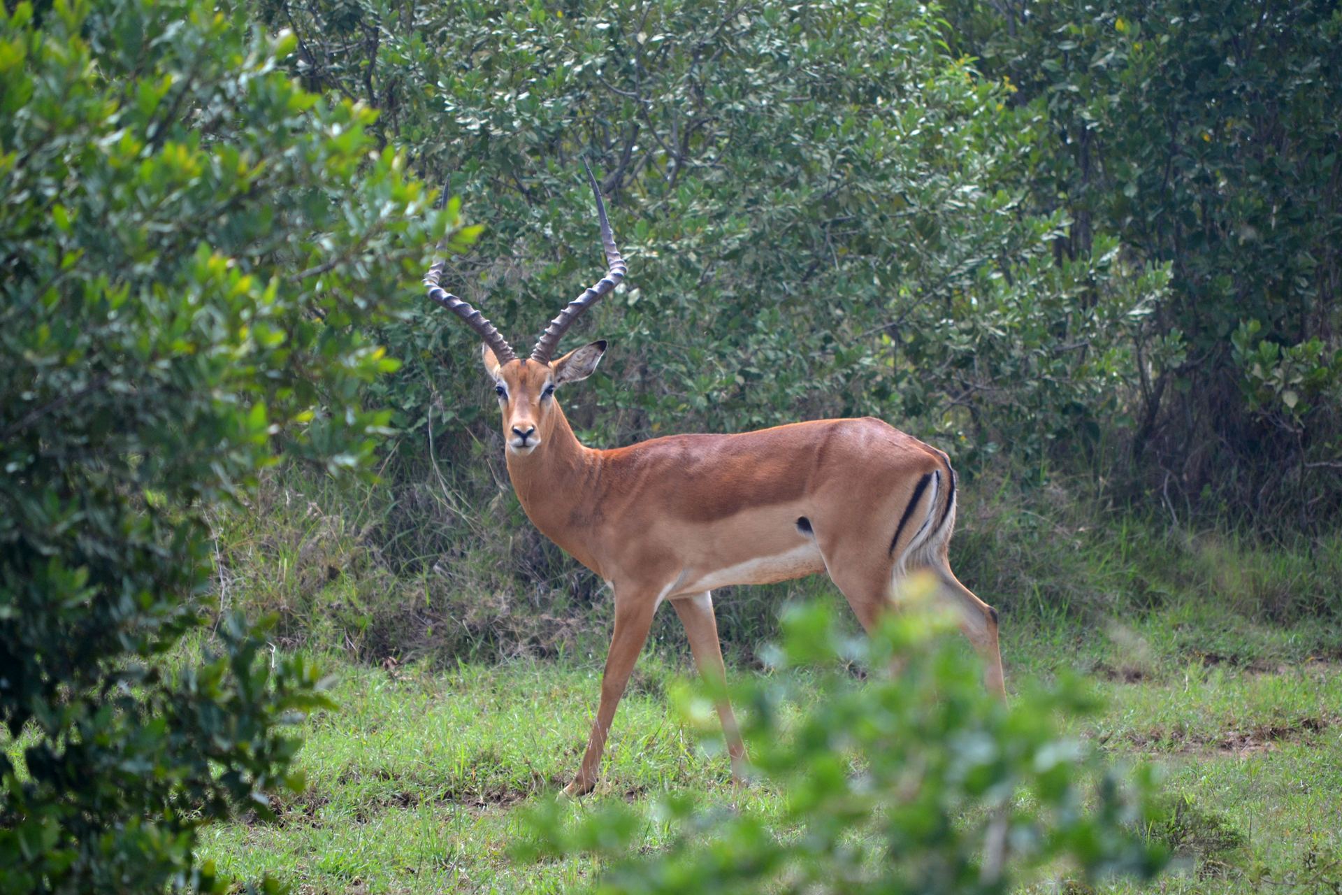 An impala standing alert between green shrubs.