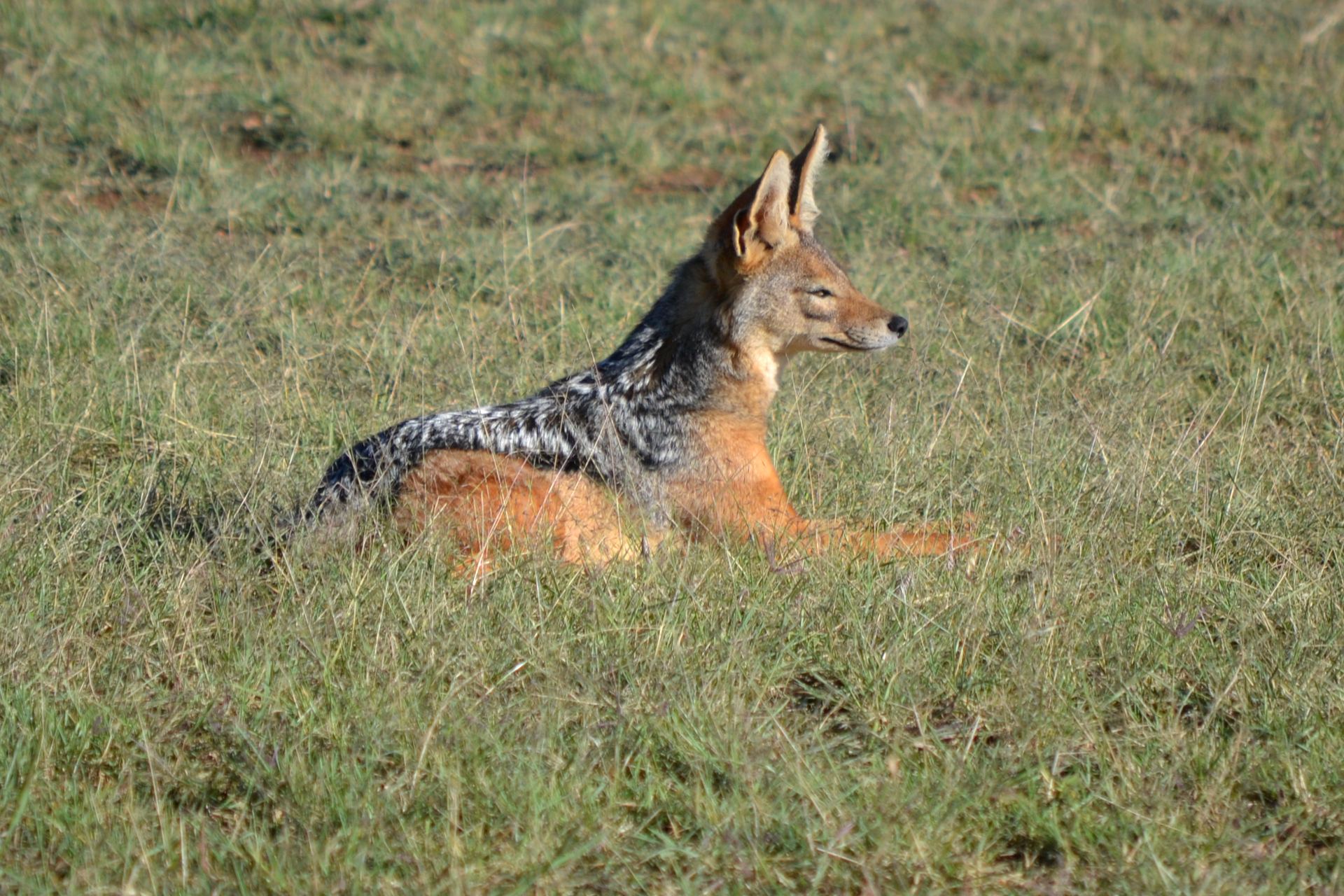 A jackal resting in grass at Ol Maisor Farm.