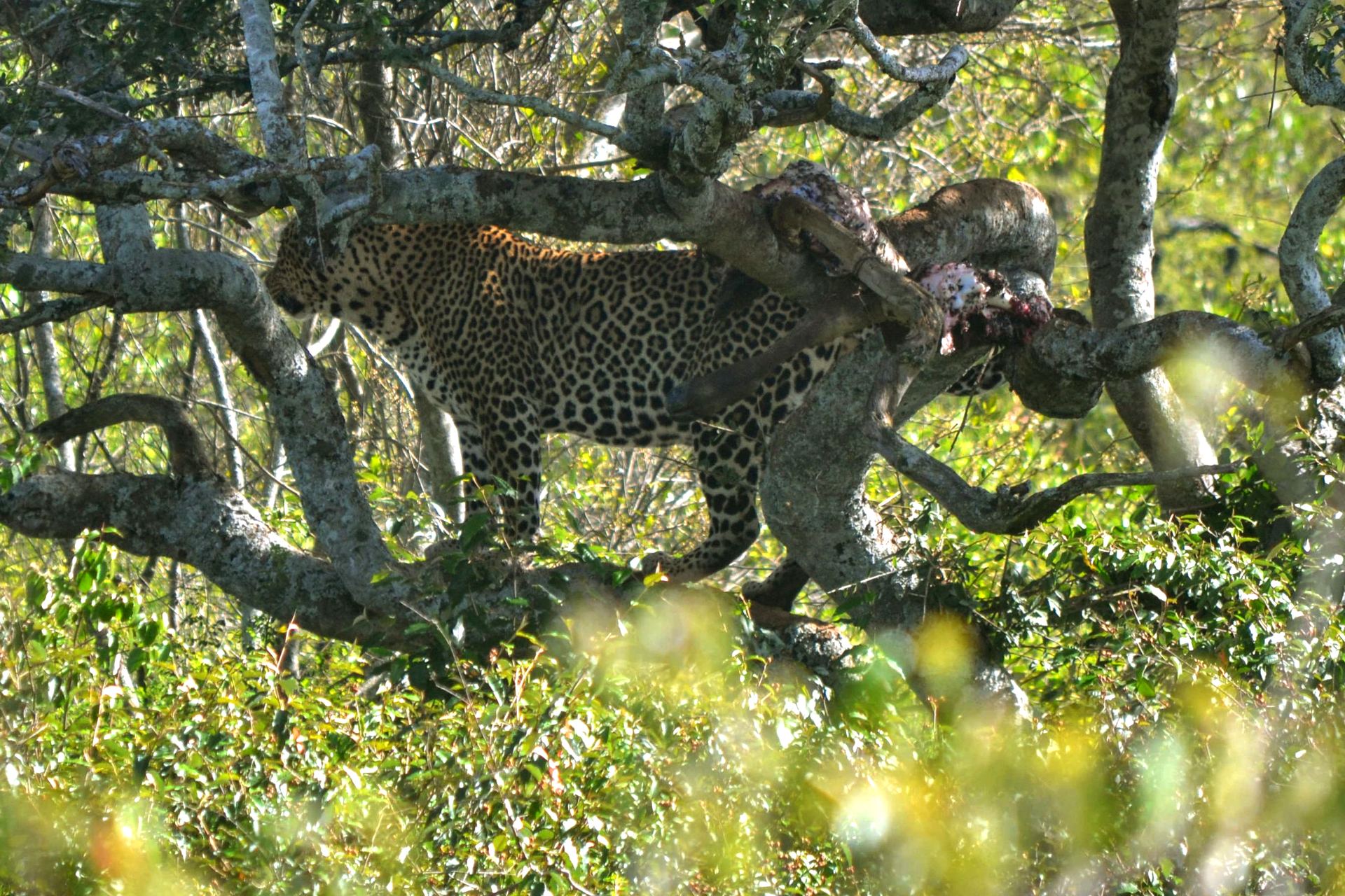 A leopard resting across branches in dappled shade.