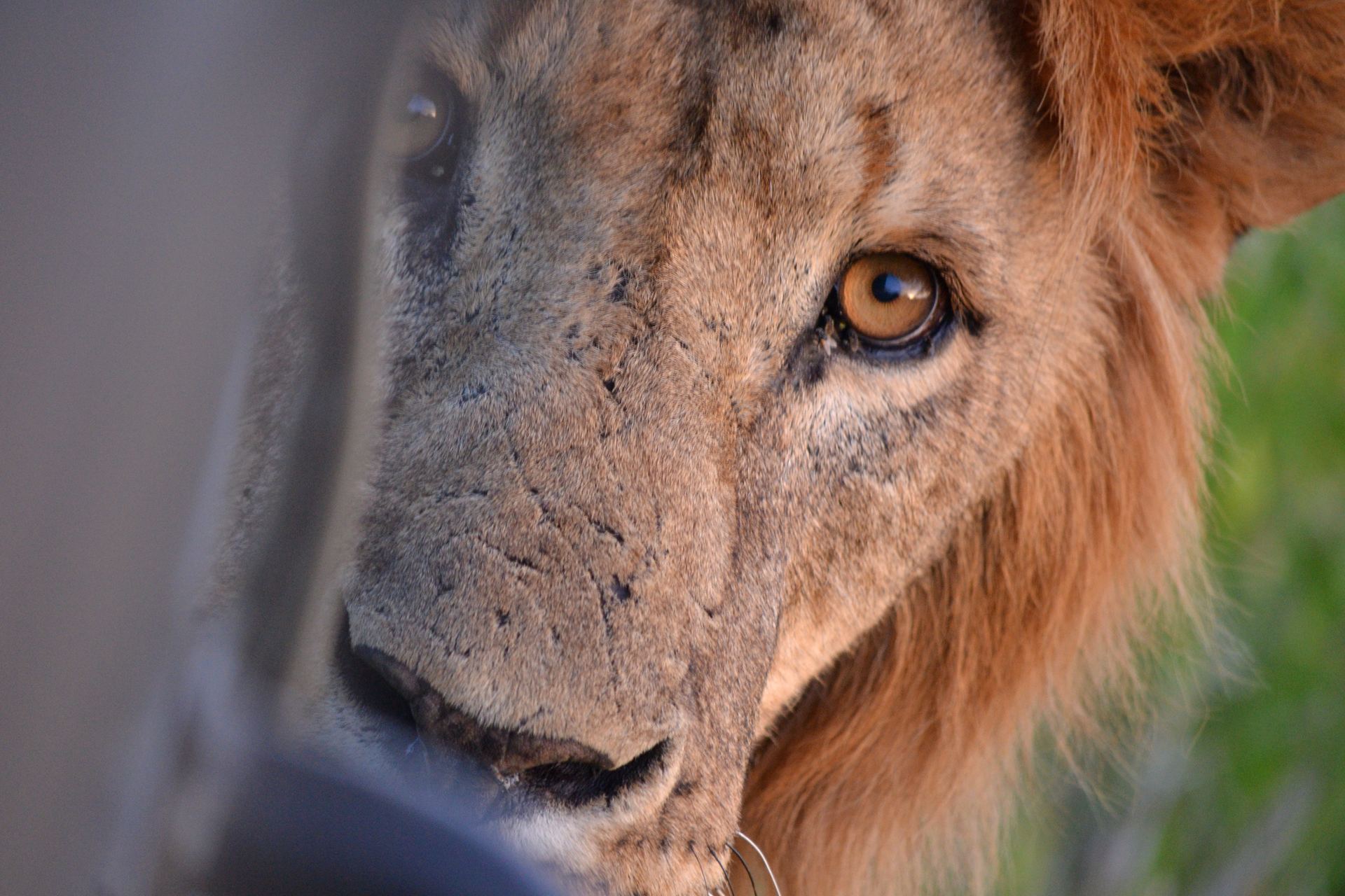 A close portrait of a lion looking through foreground shade.