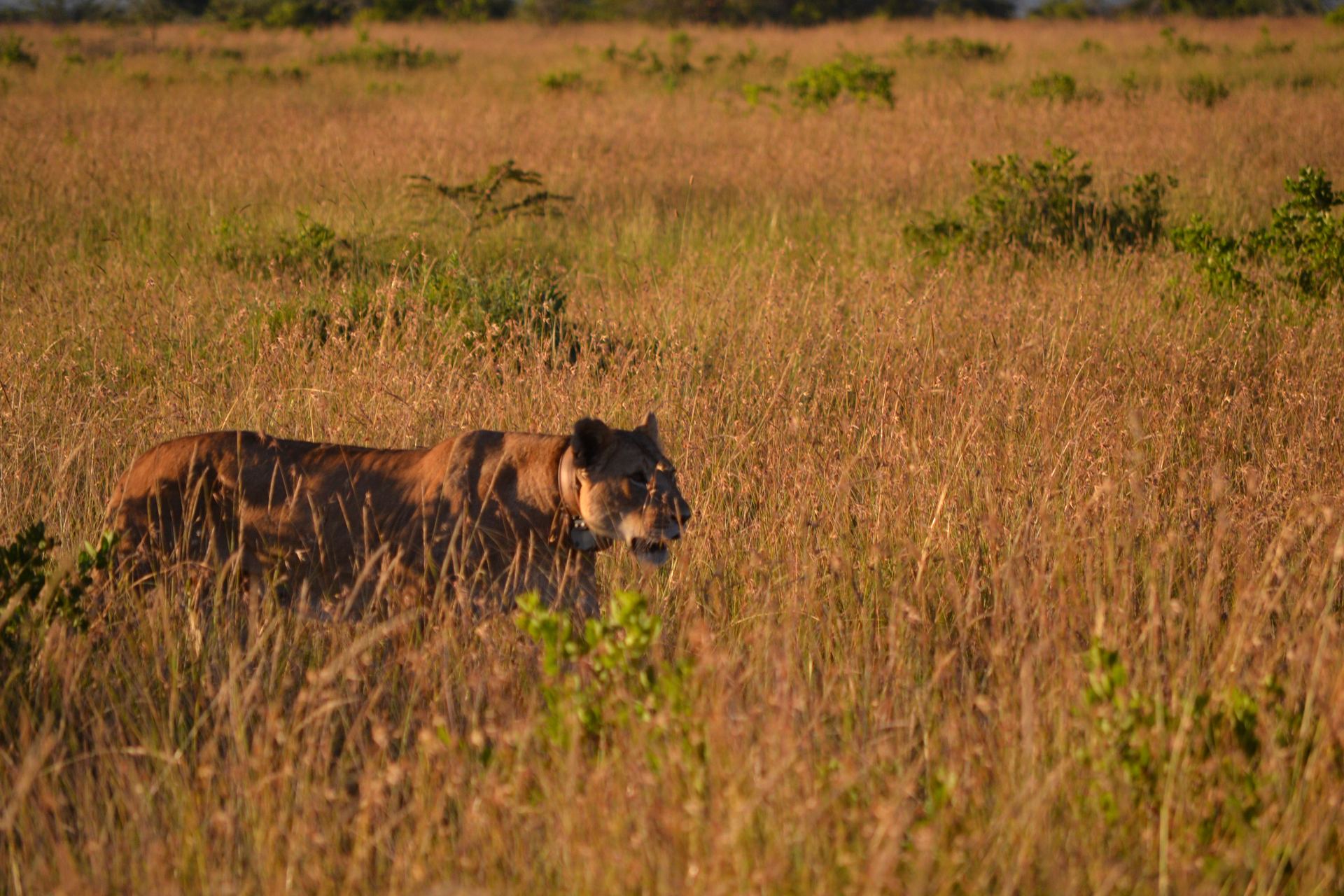 A lion moving through golden grass in late light.