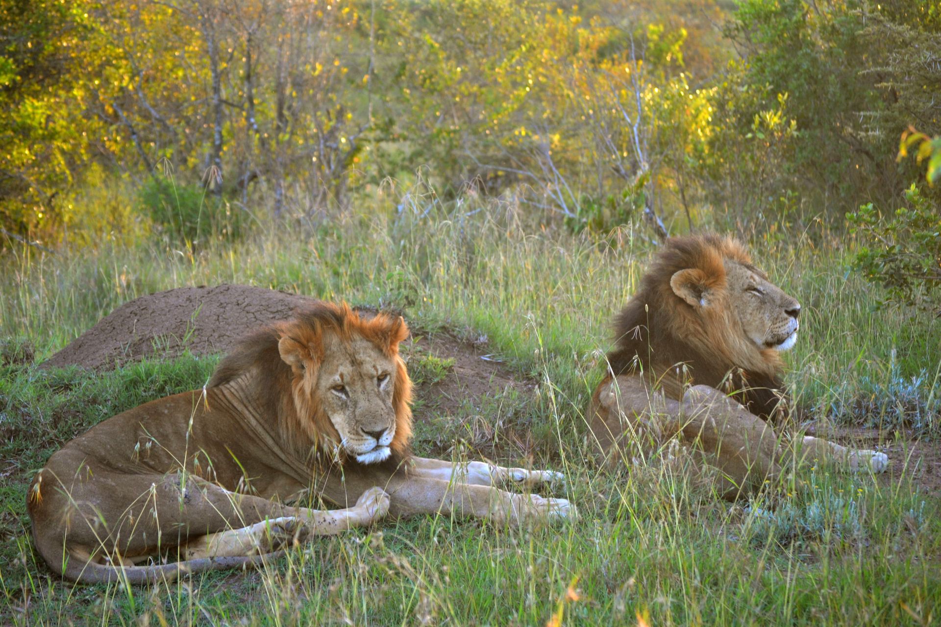 Two male lions resting in grass under soft light.