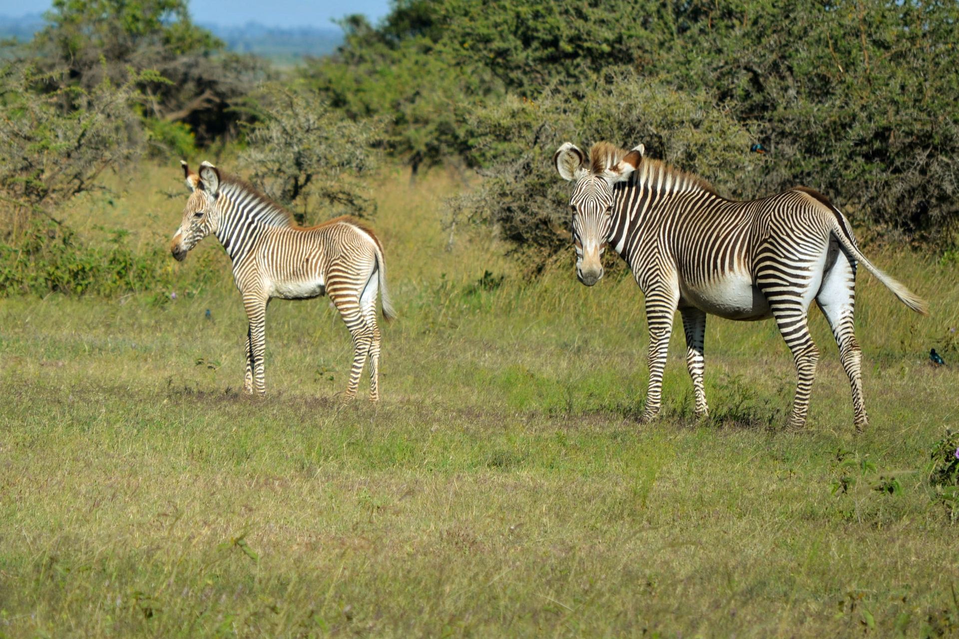 Two zebras standing in open grassland at Ol Maisor Farm.
