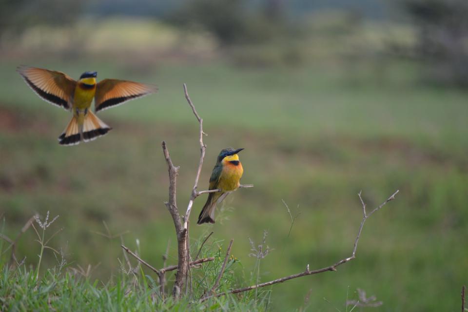 Two bee-eaters perched on thin branches, one with wings spread.