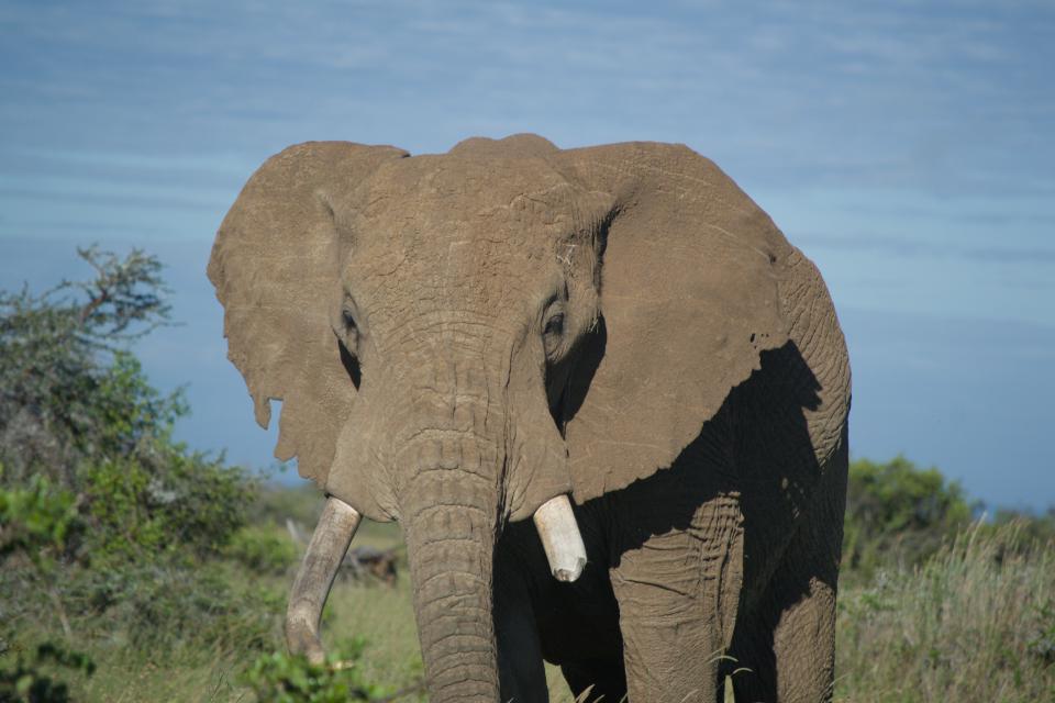 An elephant facing the camera in open grass at Ol Maisor Farm.