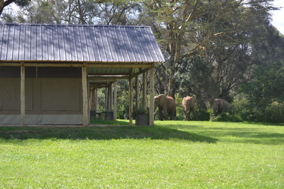 Elephants walking on the lawn behind a safari tent.
