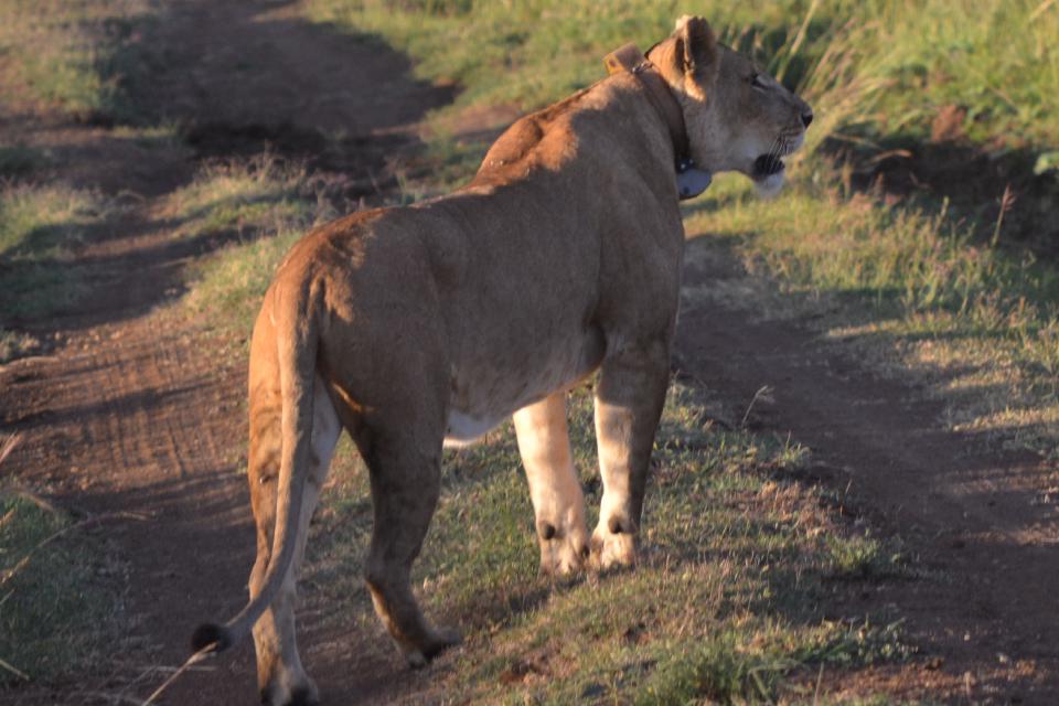 A lioness standing on a track in warm light at Ol Maisor Farm.