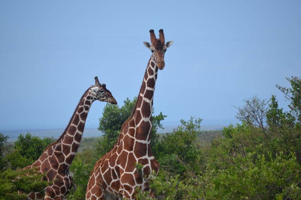 Two giraffes standing against a clear blue sky.